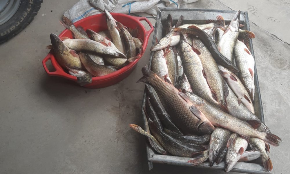 Zeci de kilograme de pește fără documente legale,confiscate de polițiștii de frontieră - 11121-1576054137.jpg