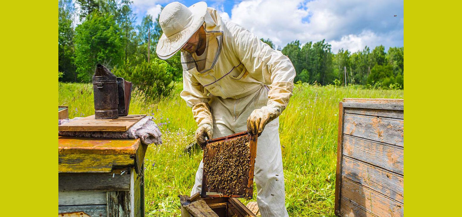 Afacerile apicultorilor constănţeni, ruinate de concurenţa neloială. 