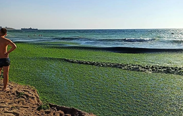 Zeci de tone de alge au fost strânse de pe plajele de la Costinești - 11733681628084511493767404705180-1596953682.jpg