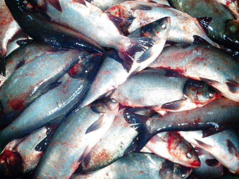 123 de kilograme de pește, confiscate de polițiștii constănțeni - 123-1457029605.jpg