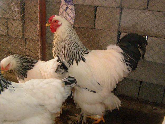 Turcia a ridicat restricțiile la importul de păsări - 1271132576874506041fotografiidep-1329488296.jpg