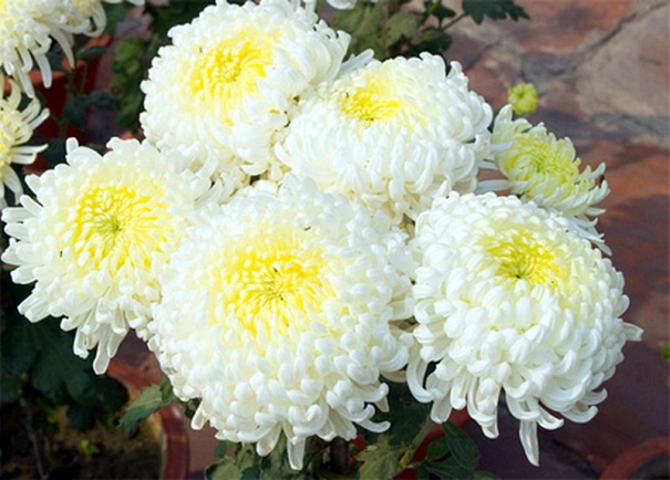 Ajutați crizantemele  să se dezvolte armonios - 12septcrizantema06b-1378985642.jpg