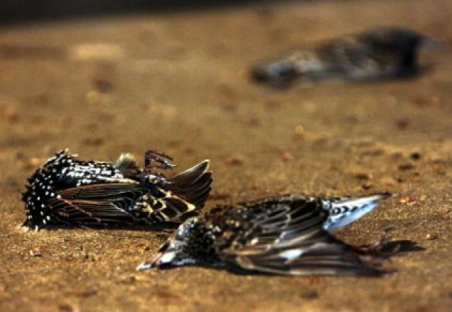 Zeci de păsări moarte în județul Constanța. Poliția a deschis o anchetă - 13noiembriepasarimoarteanchetapo-1415902798.jpg