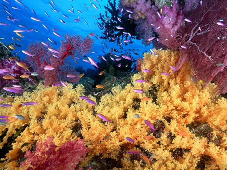 Coralii se vindecă în 9-12 ani după un episod de albire - 1528289inputfile0074723w747h373q-1550658288.jpg