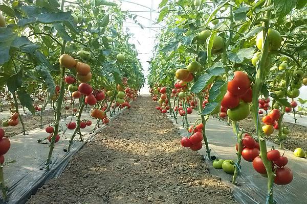 15.773 legumicultori, vor primi finanțare pentru producția de tomate - 15773legumicultorifinantare-1536062571.jpg