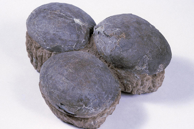 Ouă de dinozaur, vechi de 67 de milioane de ani, găsite de polițiști - 15noiembrieouadinozauripolitisti-1321370657.jpg