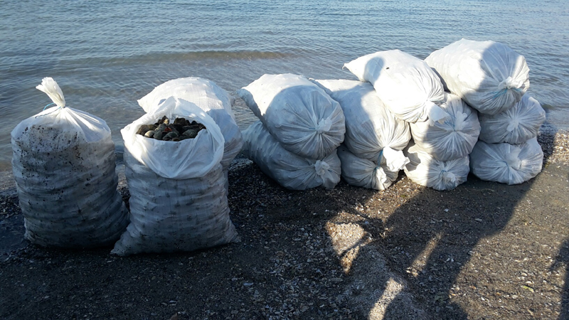 16 saci plini cu rapană, confiscați de ofițerii Gărzii de Coastă - 16saciplinicurapana-1437672673.jpg