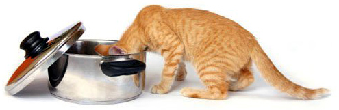 Pisicile bătrâne trebuie hrănite cu măsură - 18f160d37df1bbeb7a06e967deb4a0a8.jpg