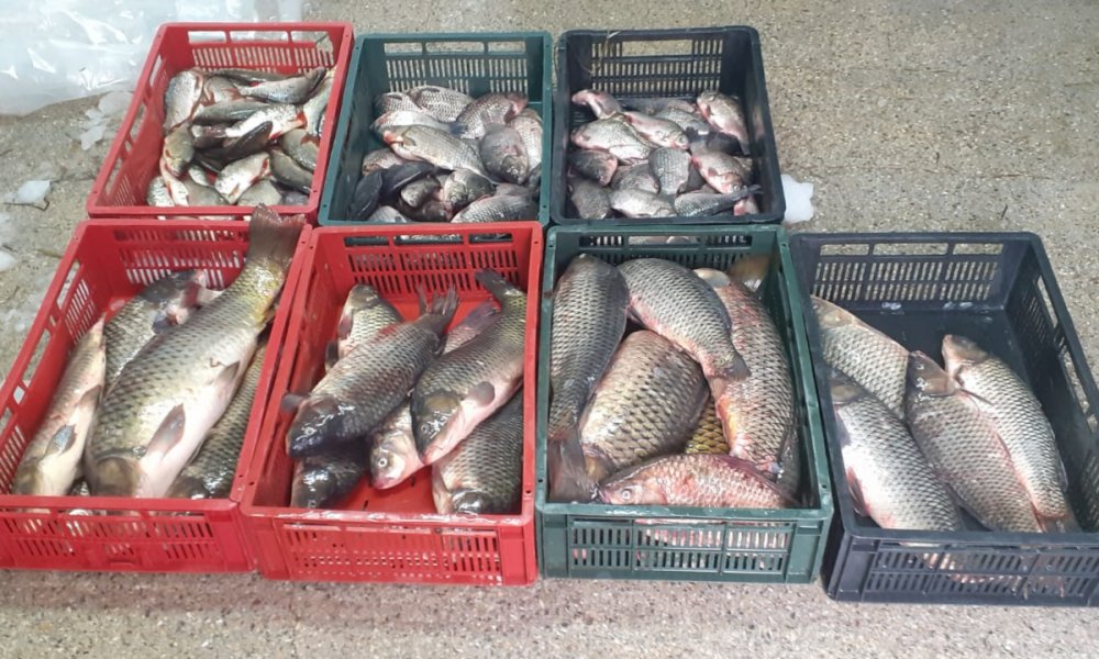 Zeci de kilograme de pește, confiscate de polițiștii de frontieră - 1909-1568883611.jpg