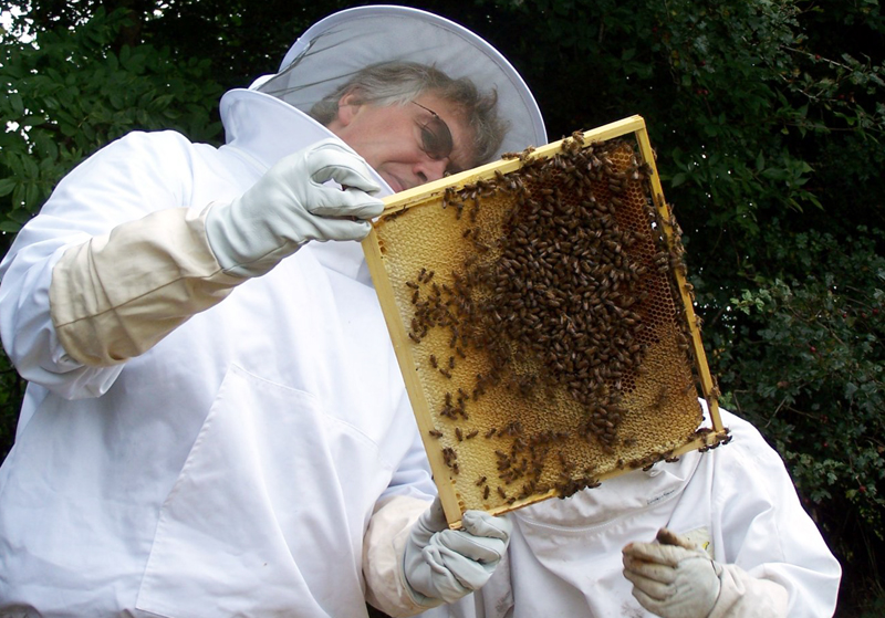 Veninul de albine tratează de toate, de la negi la cancer - 1c8fc566f7a2ea925bddbd463251c550.jpg