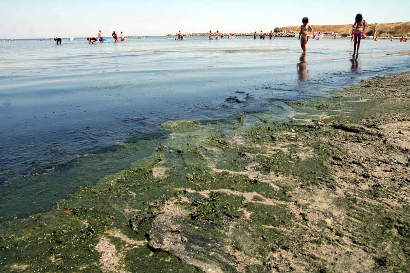 Plajele litoralului românesc, sufocate de alge - 1cc27fcb2c4f78845486607056ac1e05.jpg