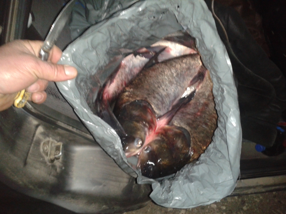 Sute de kilograme de pește, confiscate la Mangalia - 20130423224956-1366795760.jpg