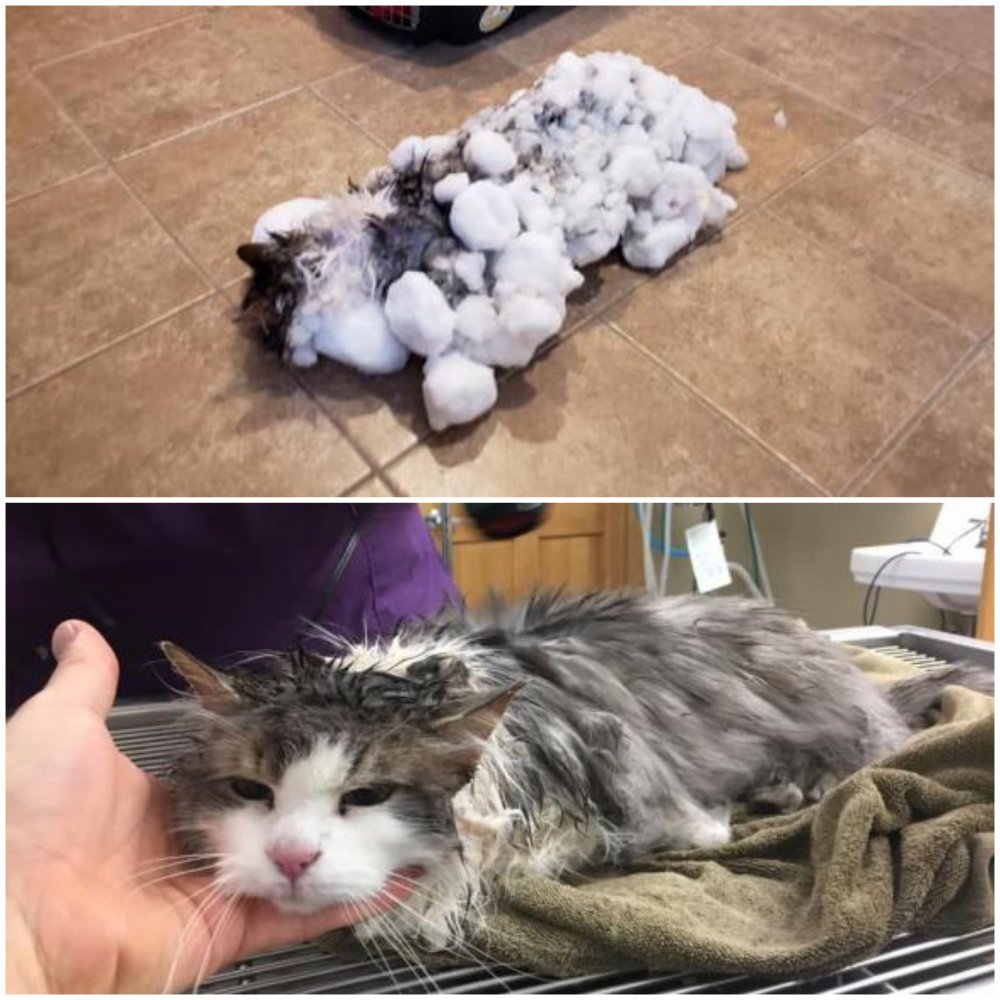 O pisică îngropată în zăpadă a fost salvată în mod miraculos. Cum arată acum felina - 20190209105708-1549702689.jpg