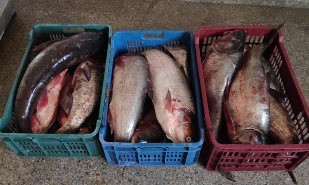 Peste 60 kilograme de pește fără documente legale, confiscate de polițiștii de frontieră - 2103-1553156868.jpg