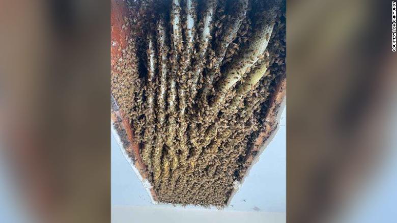 CNN: O femeie din SUA a descoperit în casa ei un stup de peste 100.000 de albine - 21043016180302beesgeorgiahomeexl-1620471462.jpg
