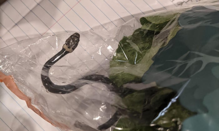 The Guardian: Un cuplu din Australia a găsit un șarpe veninos într-o pungă de salată - 2200-1618643884.jpg