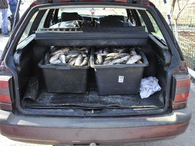 Jumătate de tonă de pește braconaj, confiscată de Garda de Coastă - 24februariepestetransportilegal-1330075396.jpg