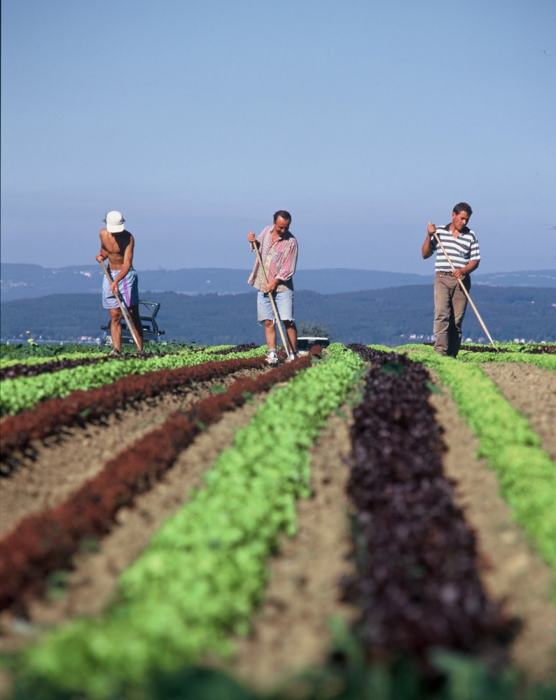 2,5 miliarde euro pentru fermierii români - 25miliardeeuropentrufermierii-1392222130.jpg