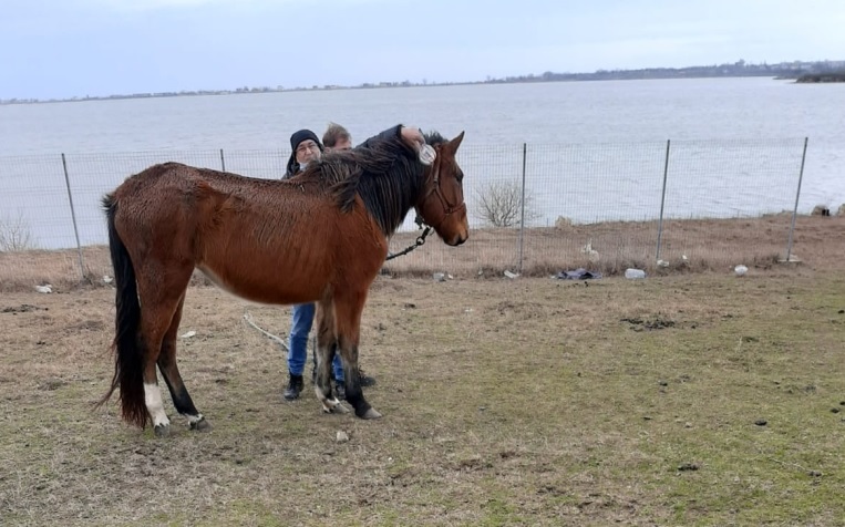 Proprietarul cailor abandonați pe câmp lângă Techirghiol, AMENDAT cu 3.000 de lei! - 26ianamenda-1611653597.jpg