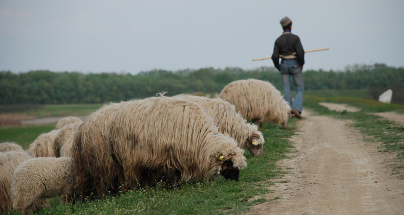 Bulgaria: Febră aftoasă la ovine și bovine din regiunea Gabrovo - 29apia-1407416963.jpg