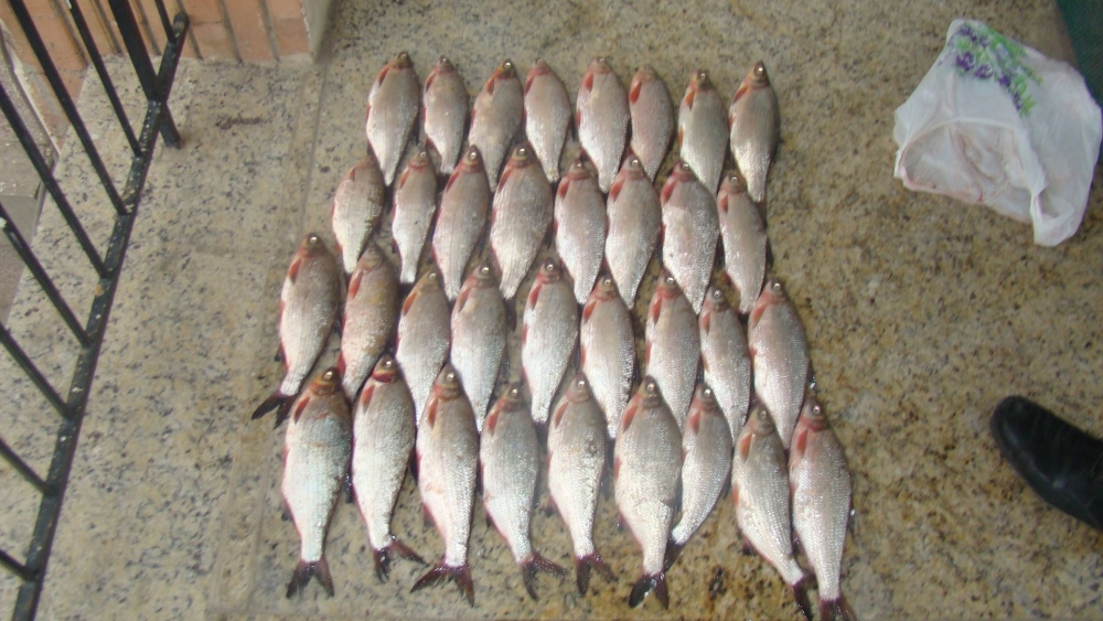 Comerț ilegal cu pește, la Cernavodă - 29decembriepestecernavoda-1325156108.jpg