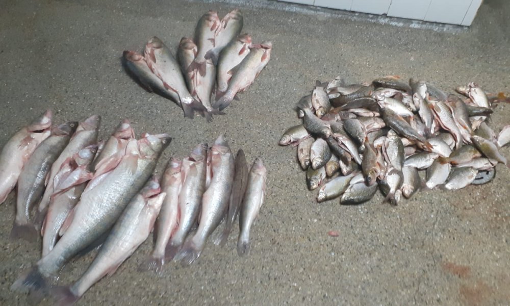 Sute de kilograme de pește, fără documente legale, confiscate de Poliția de Frontieră - 2novpeste1-1604320058.jpg