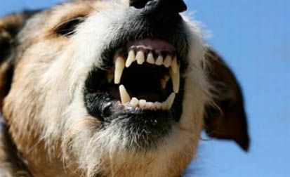 Bătrână din Constanța, mușcată de un câine agresiv - 31martiemuscatadecaine-1396268096.jpg