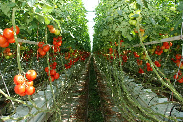 3.353 de fermieri au primit ajutorul de minimis pentru cultivarea tomatelor - 3353defermieriauprimitajutorulde-1528886511.jpg