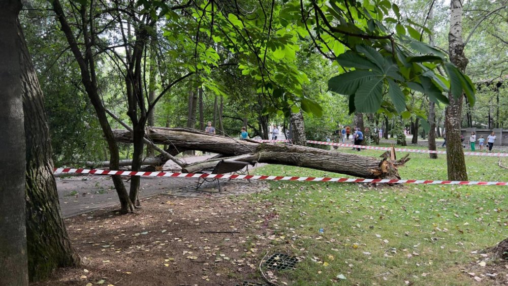O femeie în vârstă de 82 de ani a ajuns la spital după ce un copac s-a prăbușit peste ea - 35498525868577228975891842277001-1687108151.jpg