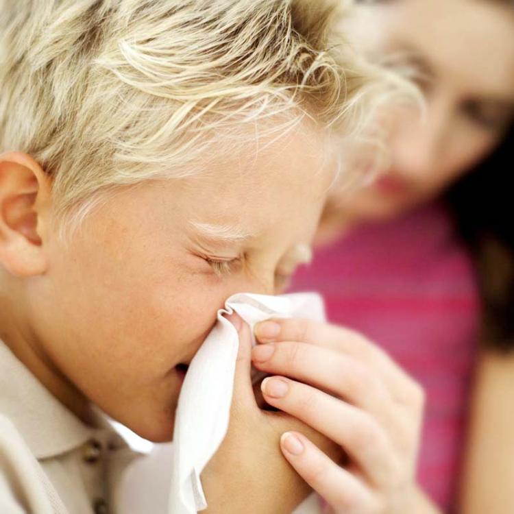 Gripa porcină afectează celulele pulmonare de profunzime - 36a1c366bf2be376685c6ae023e666fd.jpg
