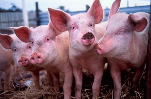 Noi recomandări din partea Comisiei Europene în privința pestei porcine - 44000008241-1535549603.jpg