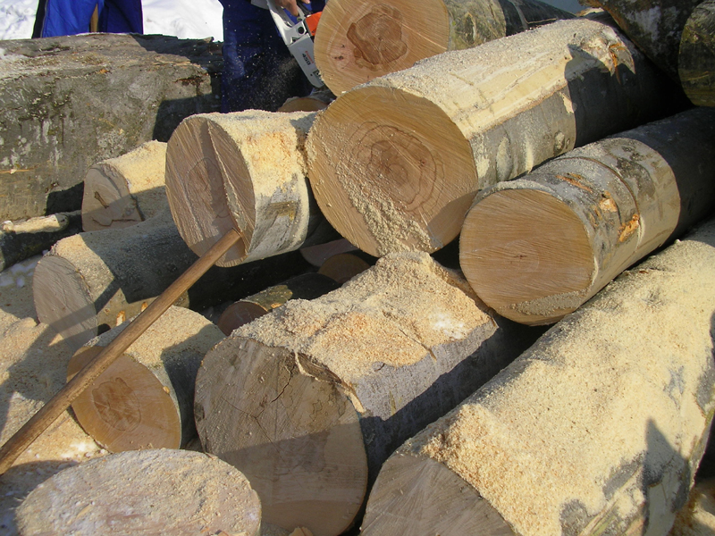 Cu cât își pot cumpăra constănțenii lemne de la ocoalele silvice - 4f26b1ed43665-1329233531.jpg