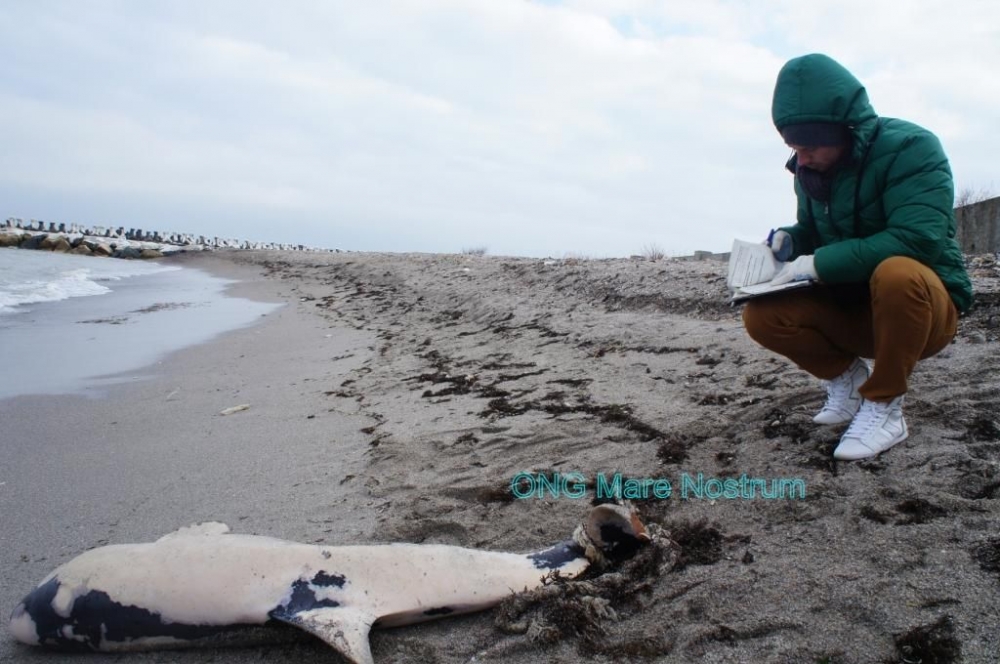 Delfin eșuat pe plaja din Mangalia - 4februariedelfinesuatmangaliamar-1391523687.jpg