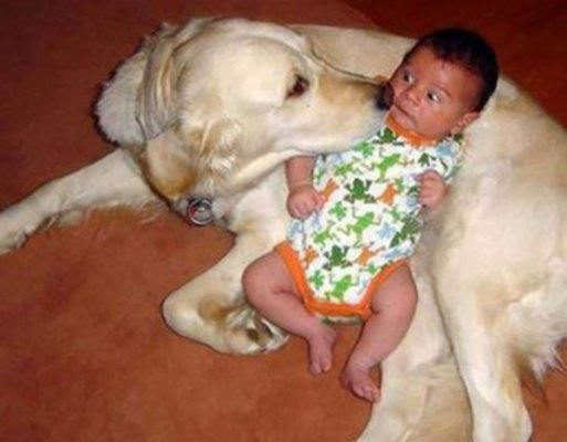 Nu lăsați copilul în… supravegherea câinelui! - 4martieveterinar-1330876218.jpg