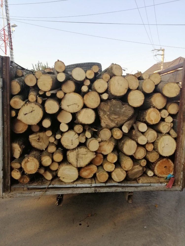 Transport de lemne confiscat de jandarmii din Cernavodă - 4octlemnejandarmi-1570172013.jpg