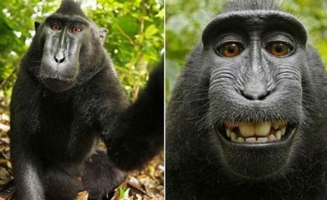 O maimuță a furat o cameră și s-a fotografiat singură - 5-1309937117.jpg