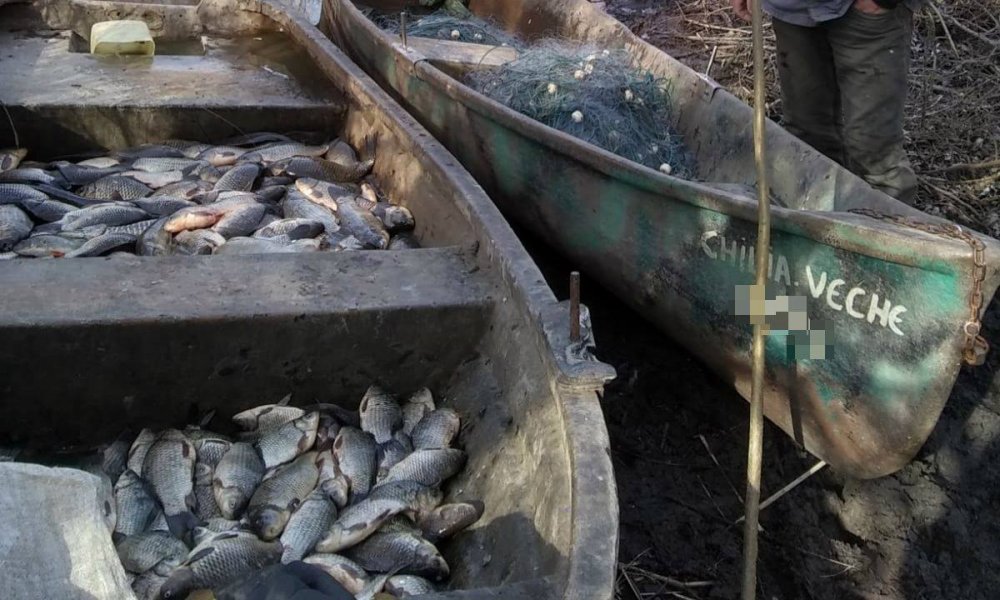 Peste 100 kg pește fără documente legale și plase de pescuit, confiscate de polițiștii de frontieră - 54514174335446250415668696738078-1552300124.jpg