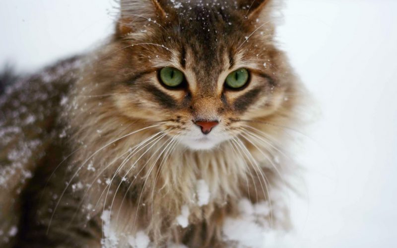 Recomandări pentru protejarea animalelor pe perioada frigului - 5mythsaboutcatsincoldweatherlong-1519895205.jpg