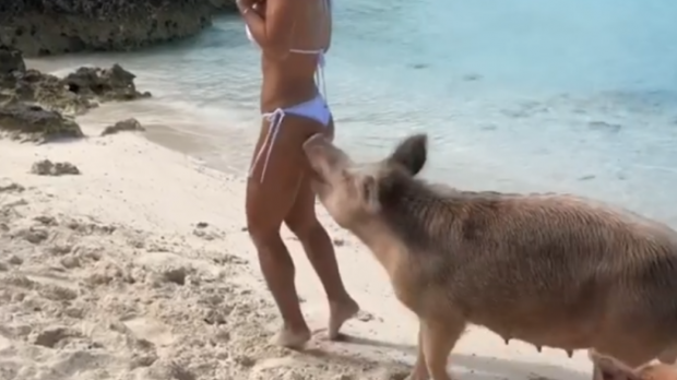 ȘOCANT! O celebră vedetă, mușcată de un porc în timpul unei ședințe foto în Bahamas - 62021516jpg94325500-1550150434.jpg