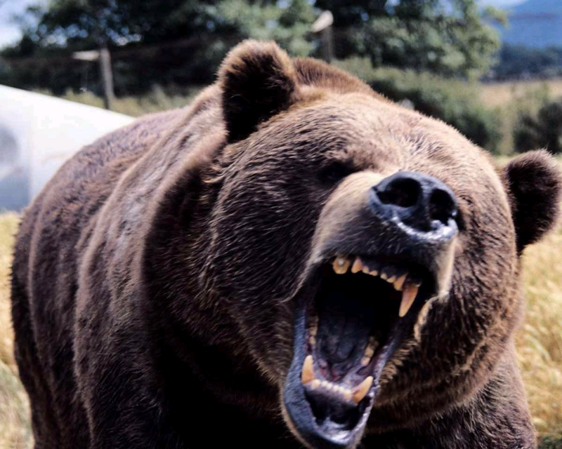 Urșii flămânzi din Rusia au început să caute hrană prin morminte - 62a995a36ad1ff3c45316532e06a5cdd.jpg