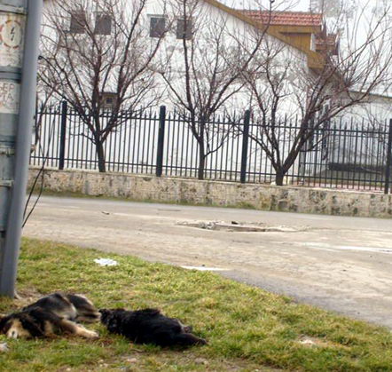 Firma de salubrizare din Costinești, acuzată că extermină animalele fără stăpân - 6edac638a51992d47a90626eb0a96802.jpg