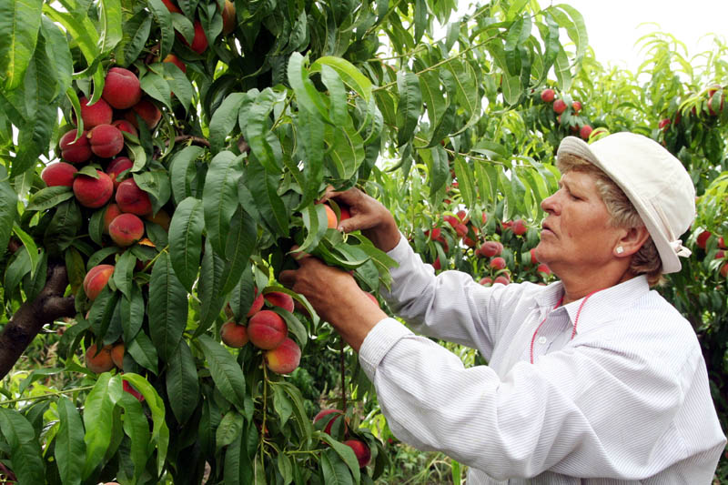 România a produs aproape 4 milioane tone de fructe și legume - 7945ab49f6845e9dec8c9d8240a182df.jpg