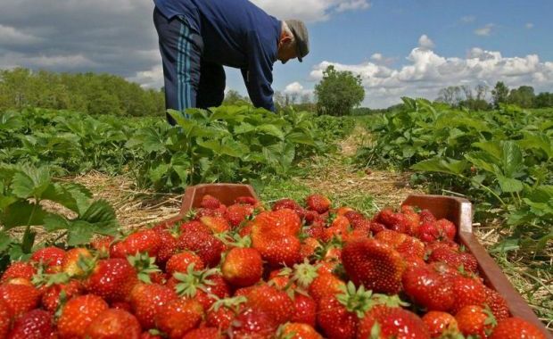 Atac armat la o fermă de căpșuni din Grecia! Autorii, ARESTAȚI! - 842390capsunari-1366440868.jpg