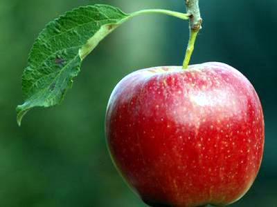 Un măr pe zi vă păzește de Alzheimer - 8bb4cf25f650a89662962a152efbff00.jpg