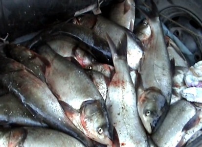 Plasă monofilament și zeci de kilograme de pește, confiscate - 8iunietransportpeste1339148075-1347653438.jpg