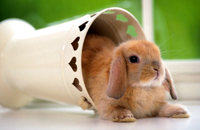 Se pot crește iepuri de casă la bloc? - 8noviepurasi-1383929361.jpg