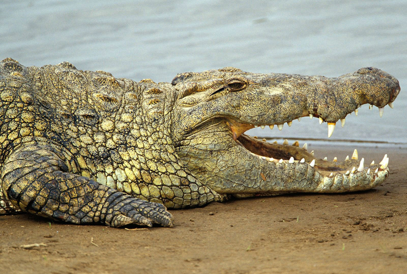 Un crocodil a produs un accident aviatic cu 20 de morți, în Congo - 9dd89c0343aeef155fbe39b0b956d64f.jpg