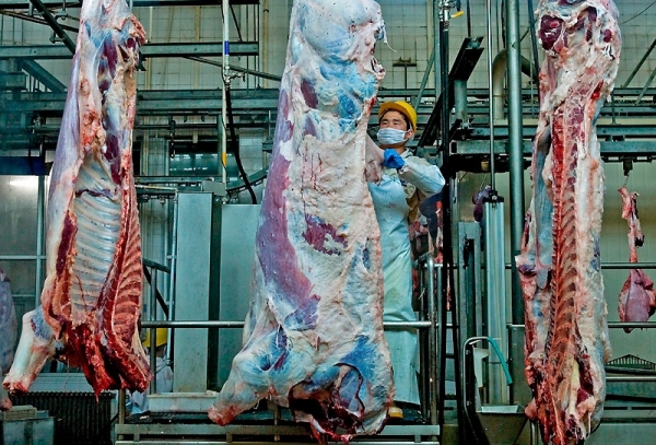 România va avea o linie verde unde să se anunțe tăierile ilegale de carne - abator-1360926099.jpg