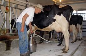 Achizitorii și producătorii de lapte trebuie să depună declarațiile anuale - achizitoriidelapte-1430834457.jpg