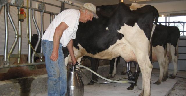 A crescut cantitatea de lapte furnizată de fermieri - acrescutcantitateadelapte902-1486632706.jpg
